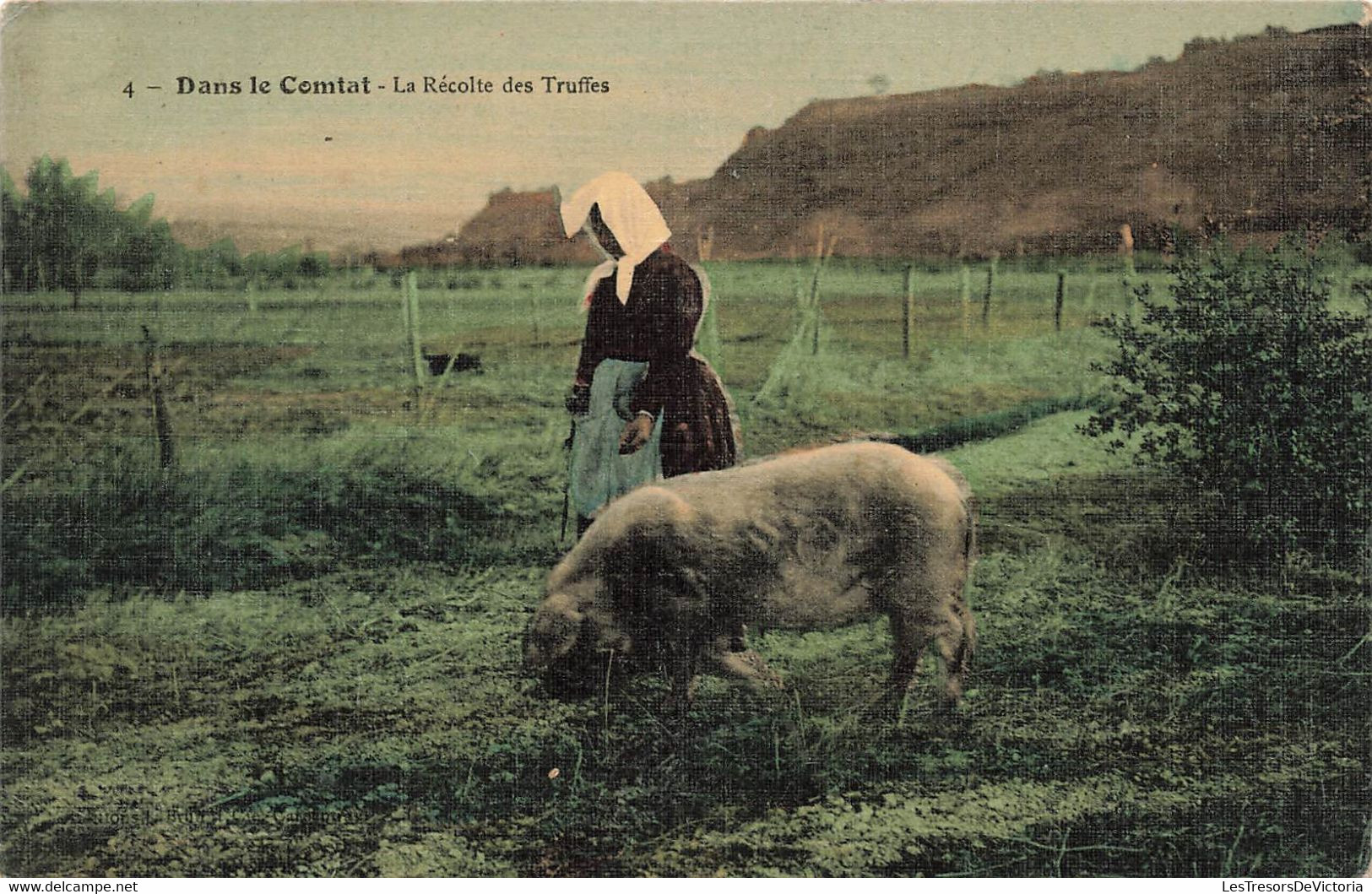 CPA Dans Le Comtat - La Recolte Des Truffes - Cochon Truffier - Autres & Non Classés