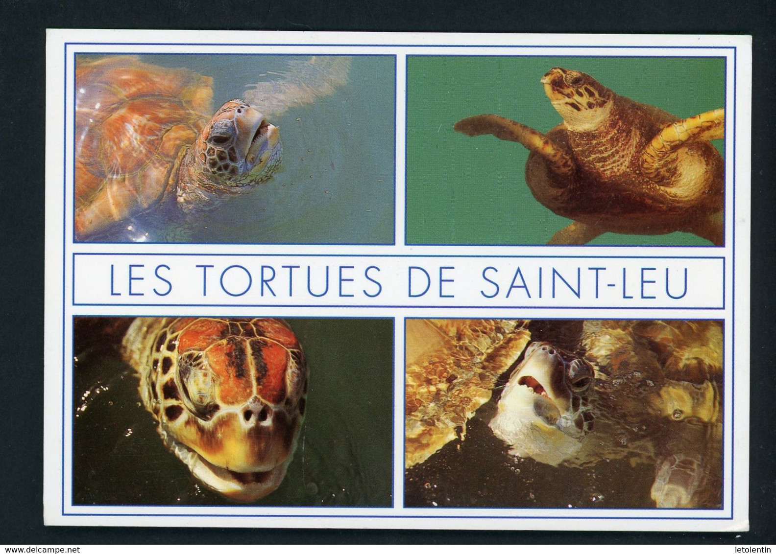 CPM - LES TORTUES DE St LEU - Schildpadden