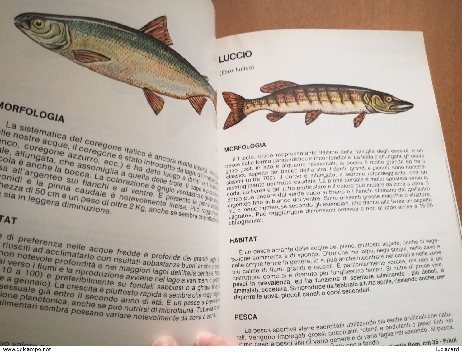 PESCA SPORTIVA E ATTIVITà SUBACQUEE -FIPS 1984 - Jagen En Vissen