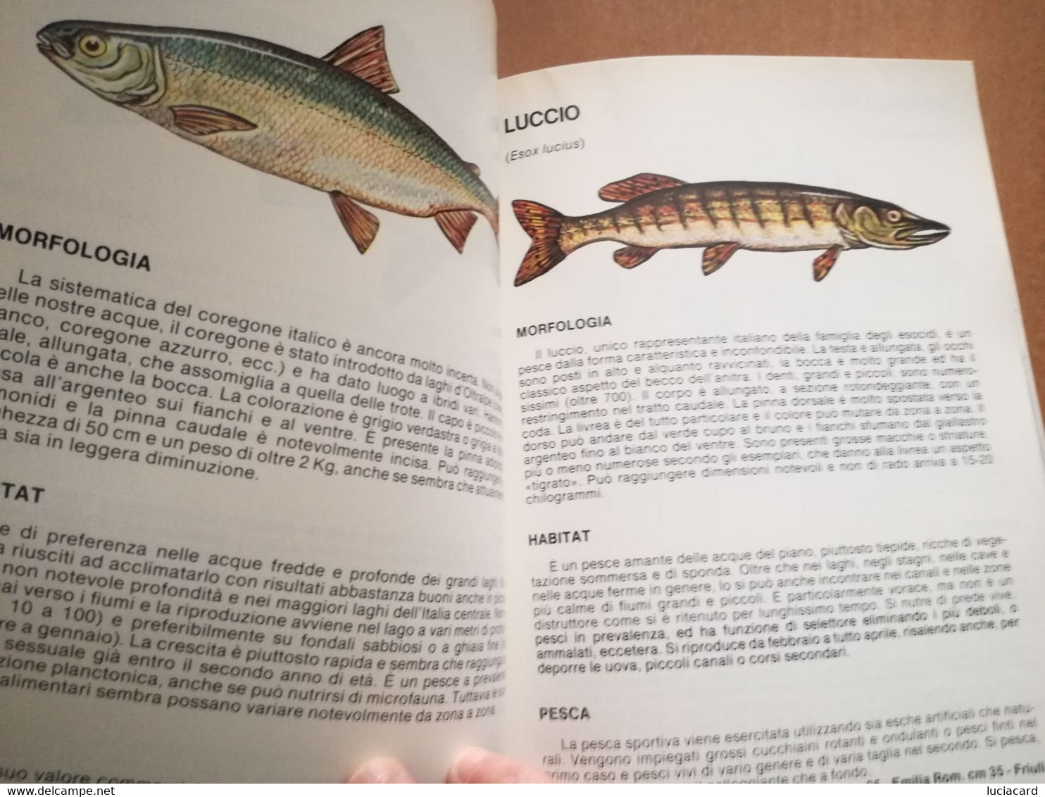 PESCA SPORTIVA E ATTIVITà SUBACQUEE -FIPS 1984 - Fischen Und Jagen