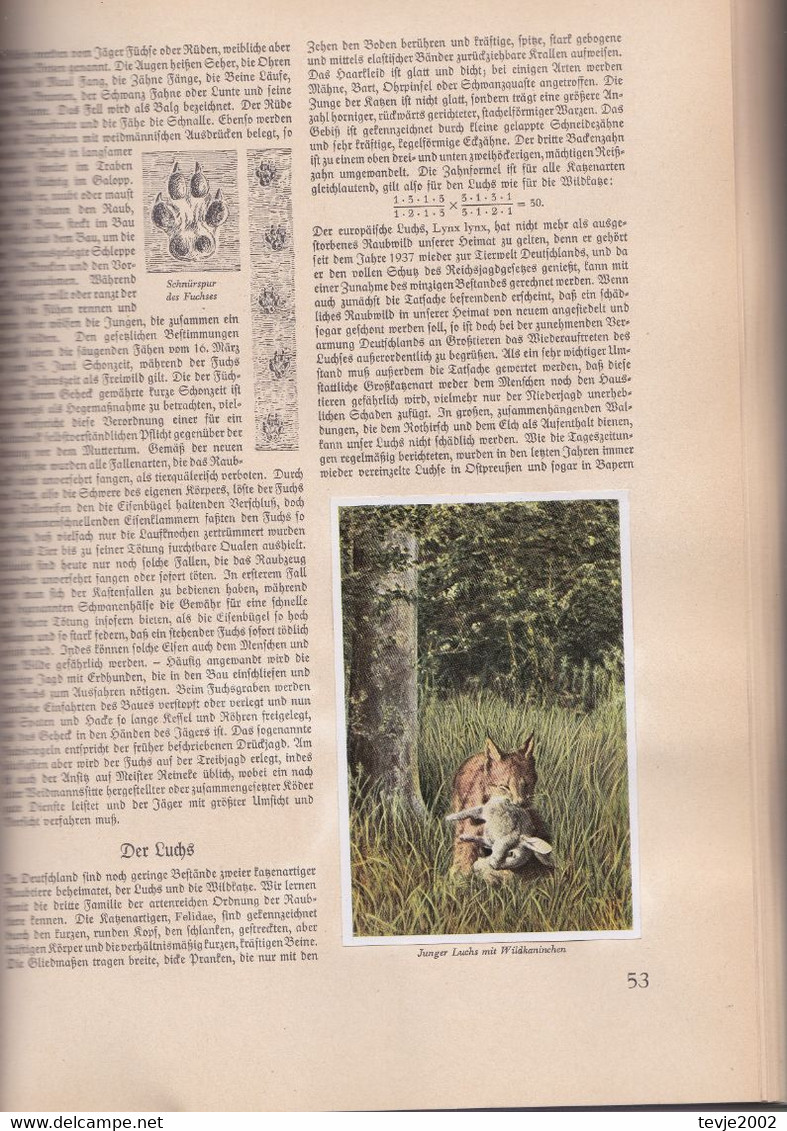Aus Wald Und Flur - Tiere Unserer Heimat - Komplettes Album Mit Allen Bildern Von 1938 - Sehr Gut Erhalten - Collections & Lots