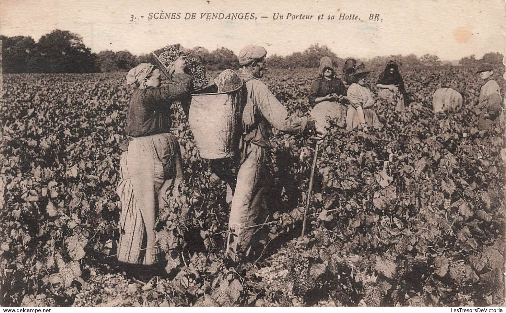 CPA Vignes - Scenes De Vendanges - Un Porteur Et Sa Hotte - Tres Animé - Vines