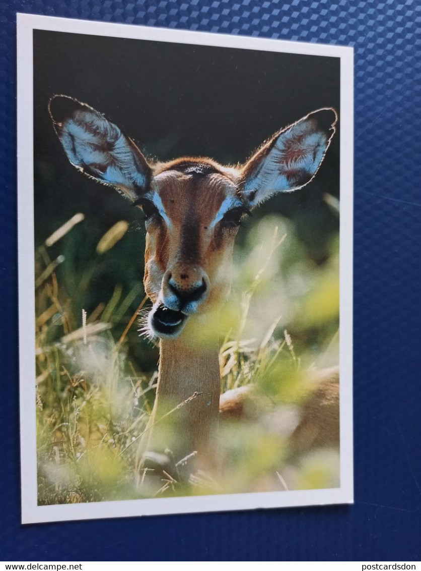 Botswana . Impala -  Old Postcard - 1990s - Botsuana