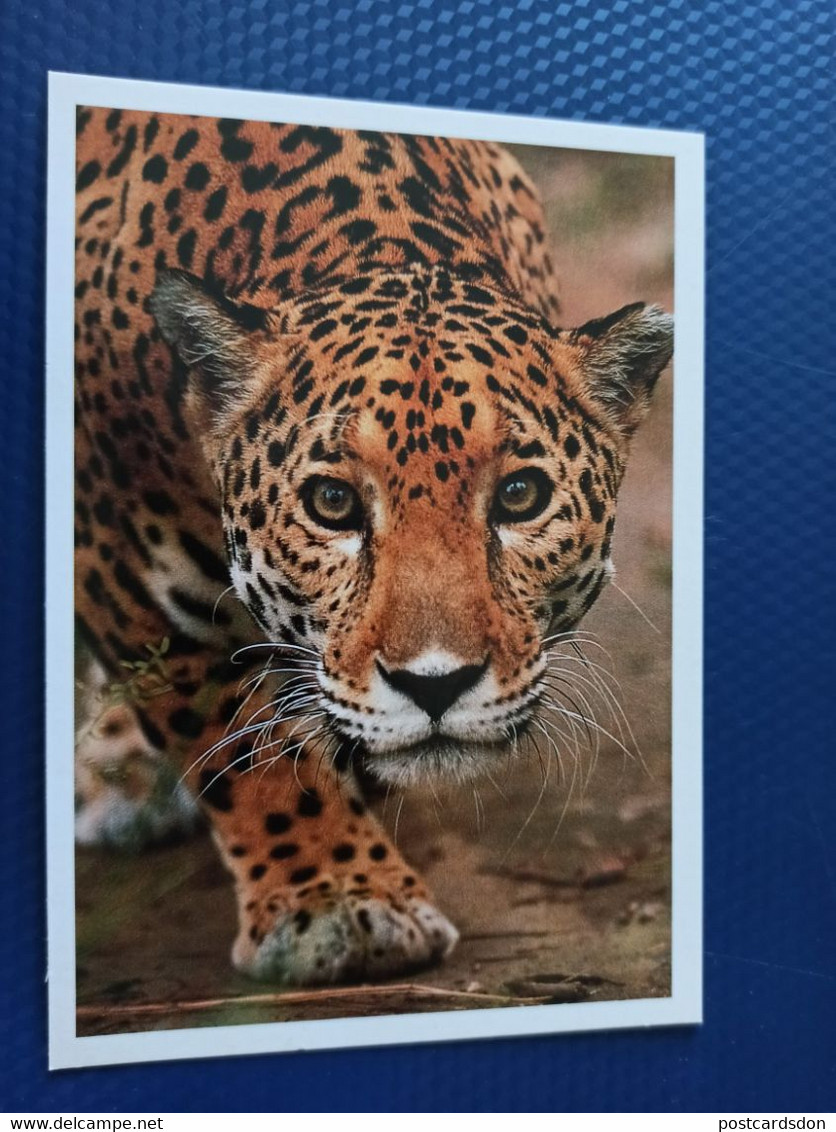 Belize . Jaguar-  Old Postcard - 1990s - Belize