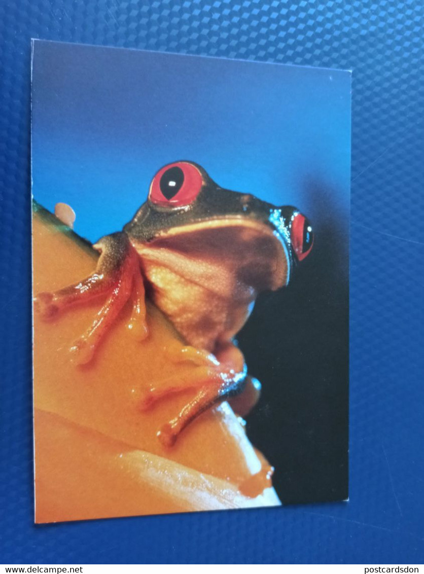 Belize . Red Eyed Frog-  Old Postcard - 1990s - Belize