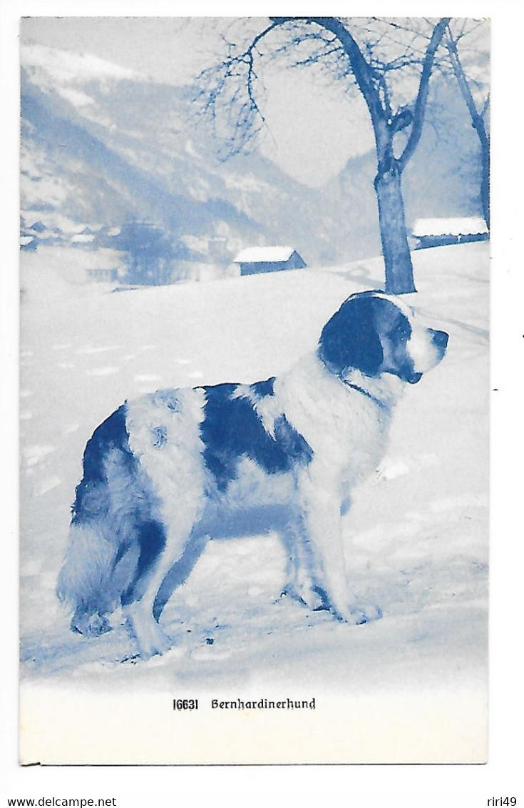 Cpa, Sport D'hiver, Wintersport, BERNHARDINERHUND, CHIEN SAINT BERNARD à La Neige Belle Carte, Dos Vierge Et Divisé - Chiens