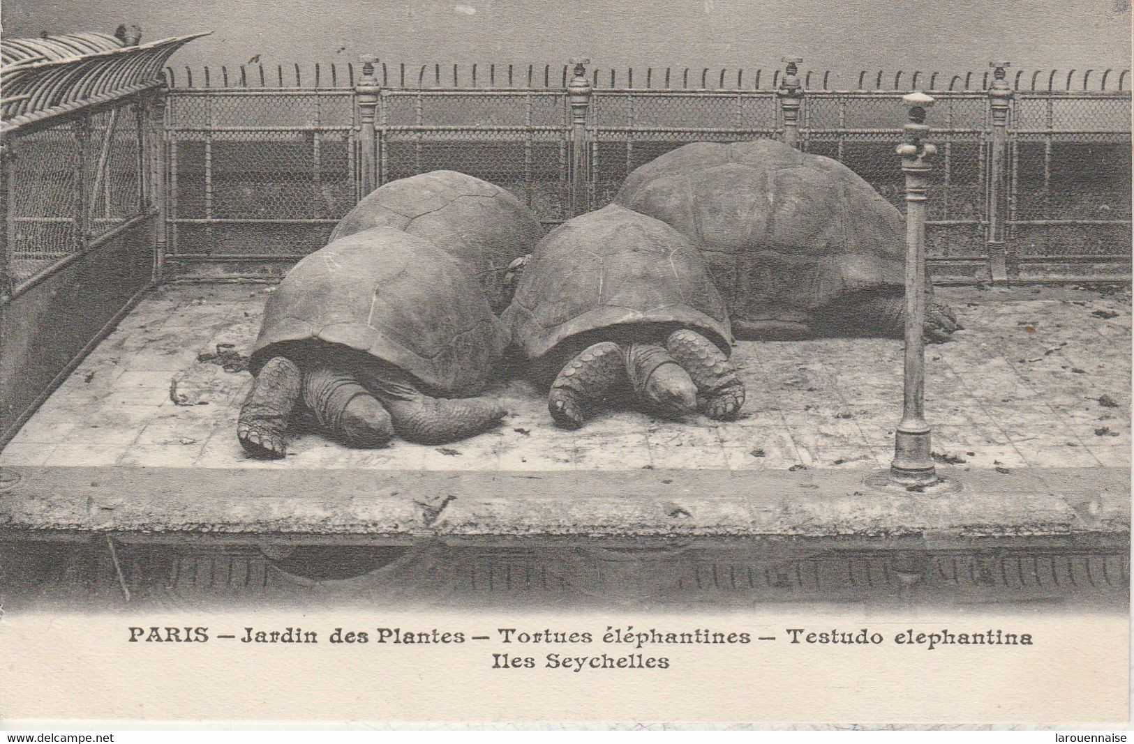 75005 - PARIS - Jardin Des Plantes - Tortues éléphantines - Iles Seychelles - Turtles