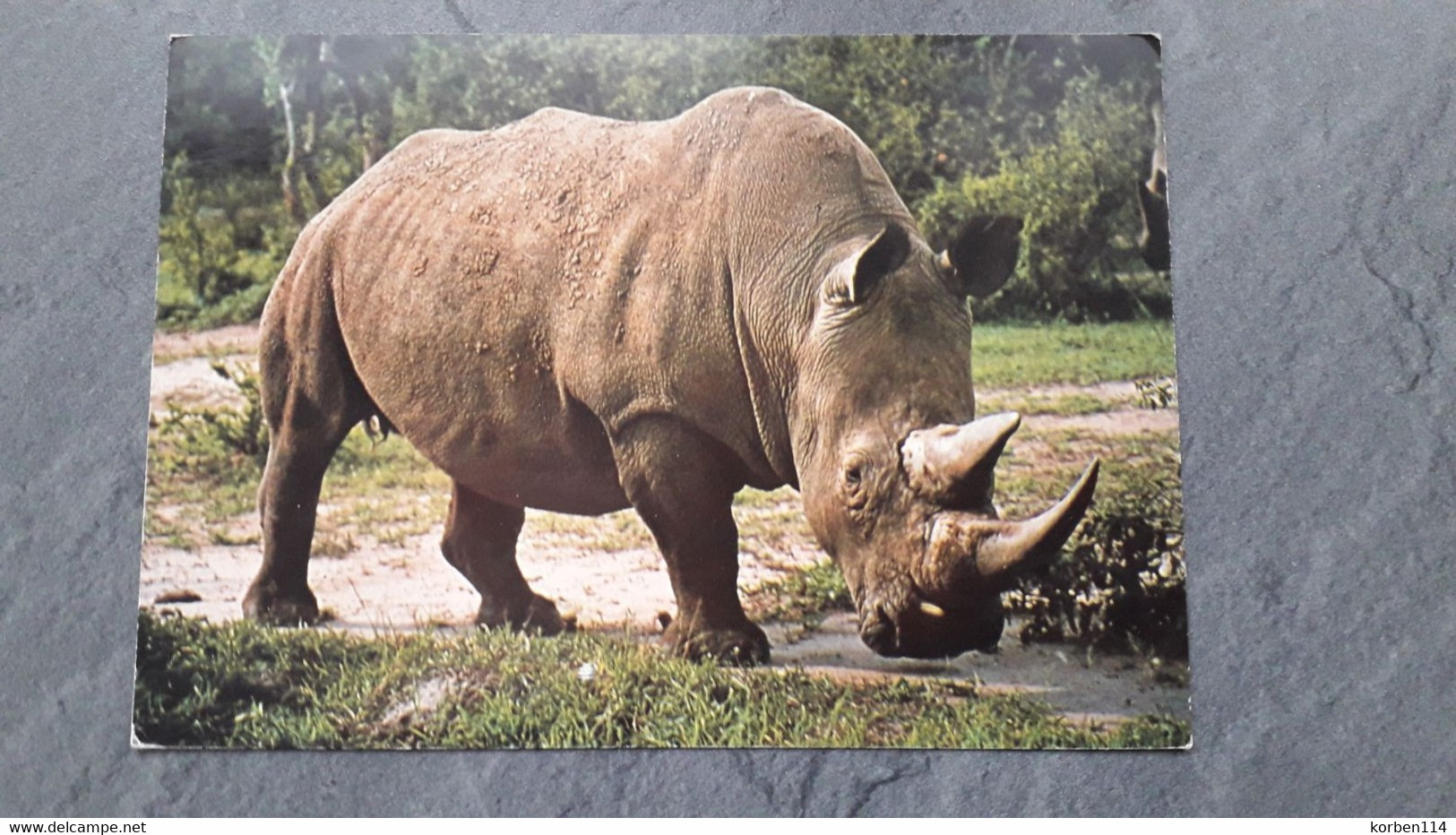 NEUSHOORN   RHINOCEROS - Rinoceronte