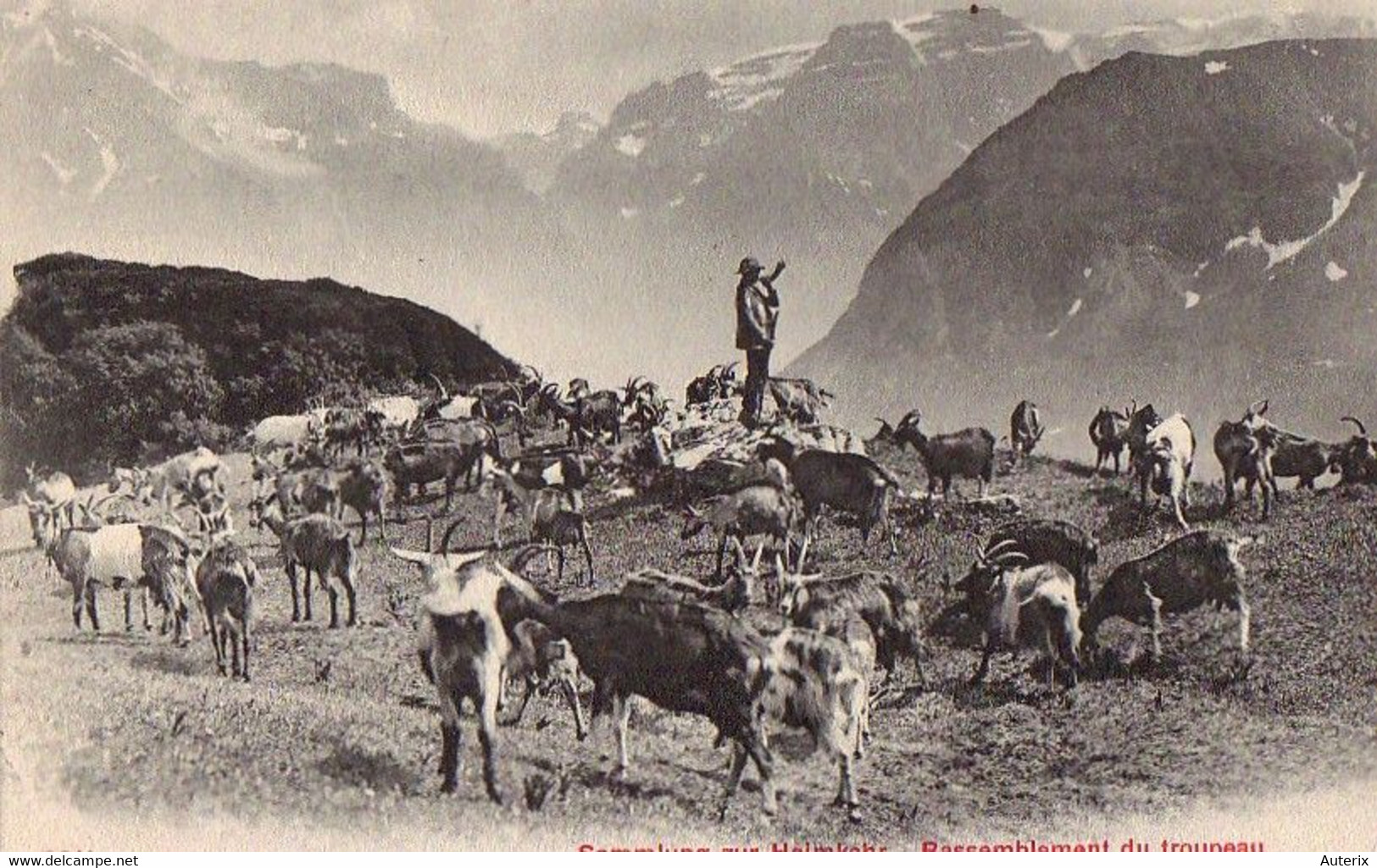 Suisse - NL - Sammlung Zur Heimkehr - Rassemblement Du Troupeau Ziege Chevre Goat - Au