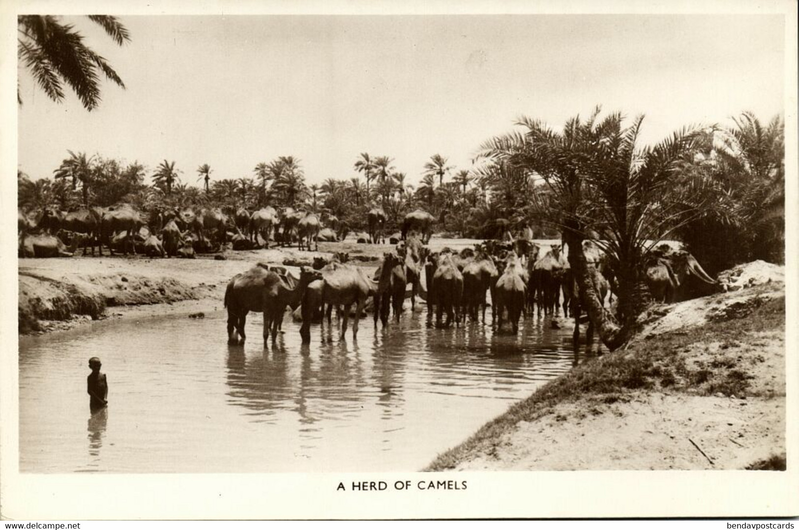 Bahrain, Herd Of Camels (1930s) RPPC Postcard - Bahreïn