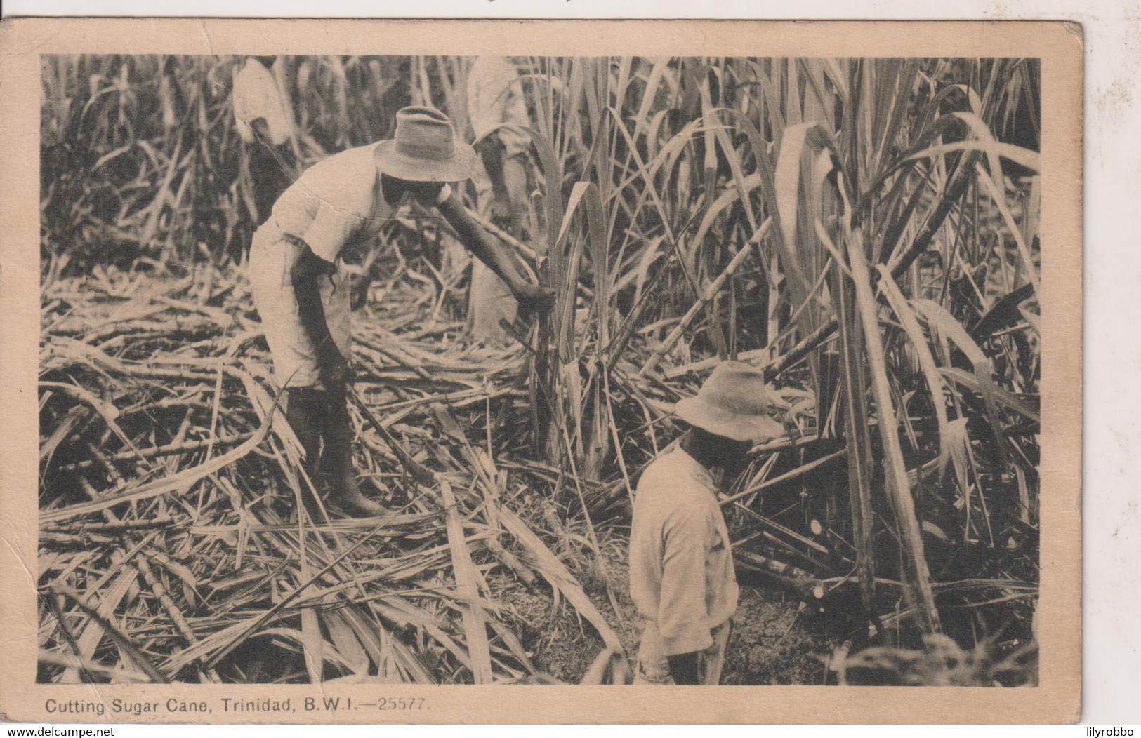 TRINIDAD - Cutting Sugar Cane - British West Indies  To USA - Trinidad