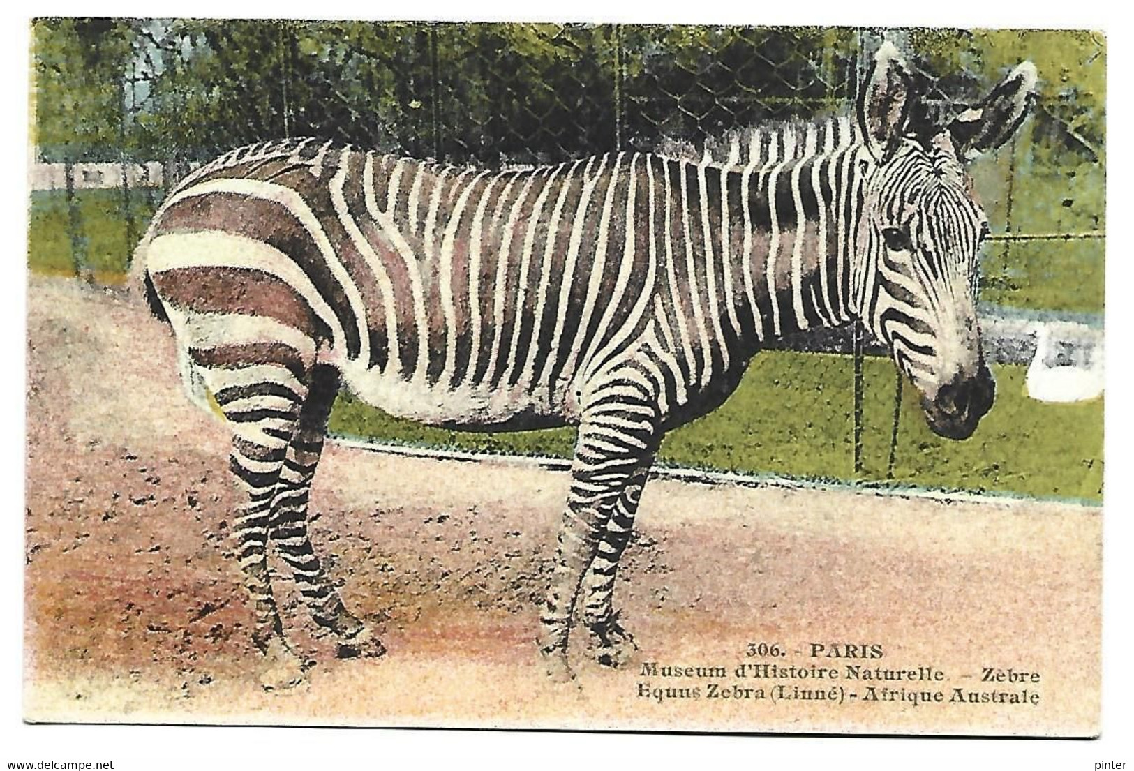 ZEBRE - PARIS - Museum D'Histoire Naturelle - Zebras