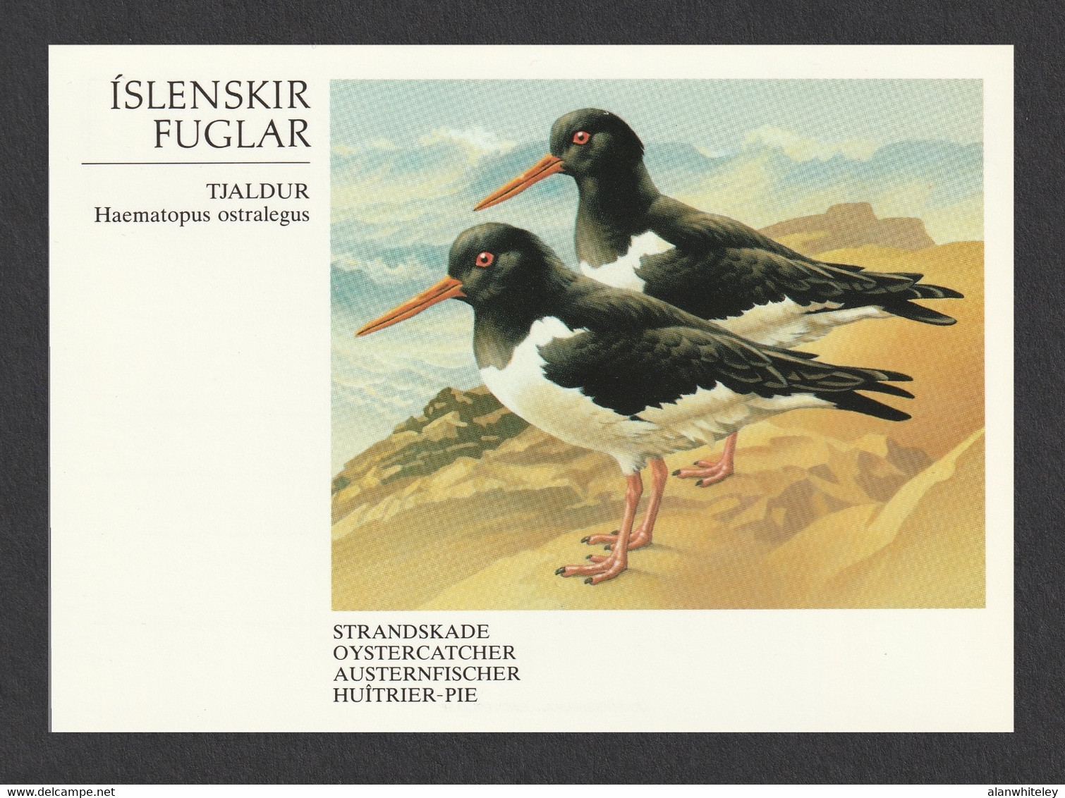 ICELAND 1987 Birds / Oystercatcher: Postcard MINT/UNUSED - Entiers Postaux