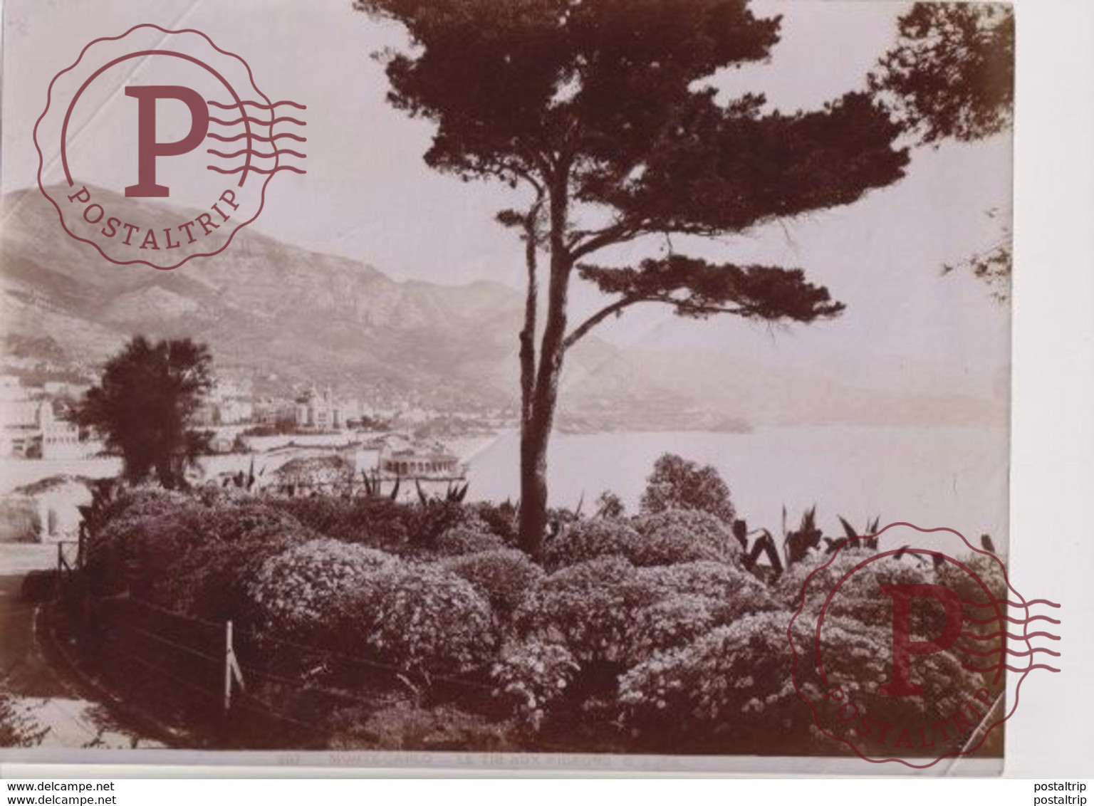 MONTECARLO MONTE CARLO  LE TIR AUX PIGEONS G J PHOT  27 *21 CM   Ancienne PHOTOGRAPHIE - Orte