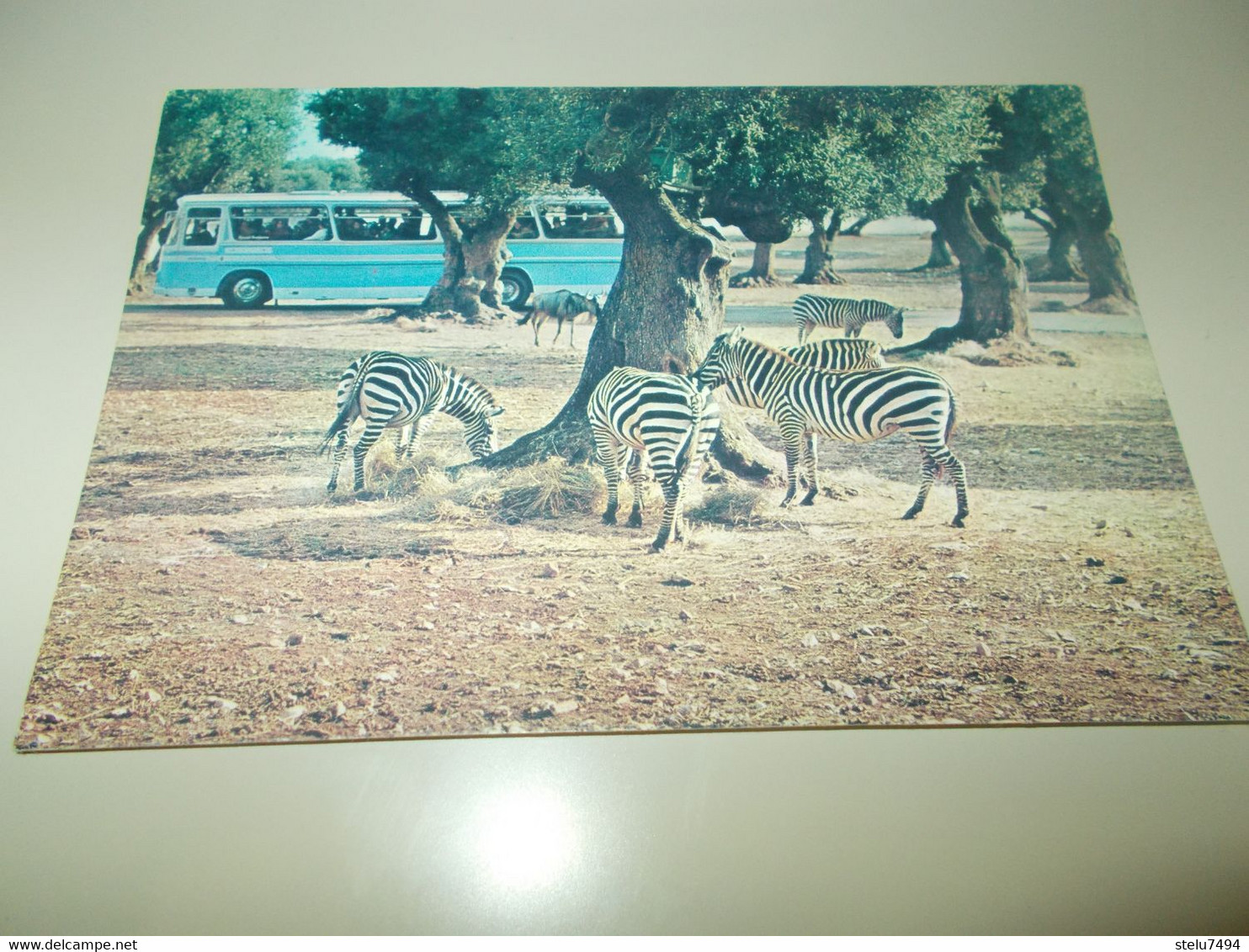 B819  Zebre Zoo Safari Di Fasano No Viaggiata - Zebras