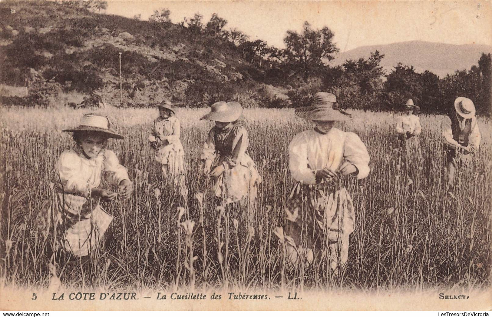 CPA La Cote D'azur - La Cueillette Des Tubereuses - LL - Tres Animé - Cultures