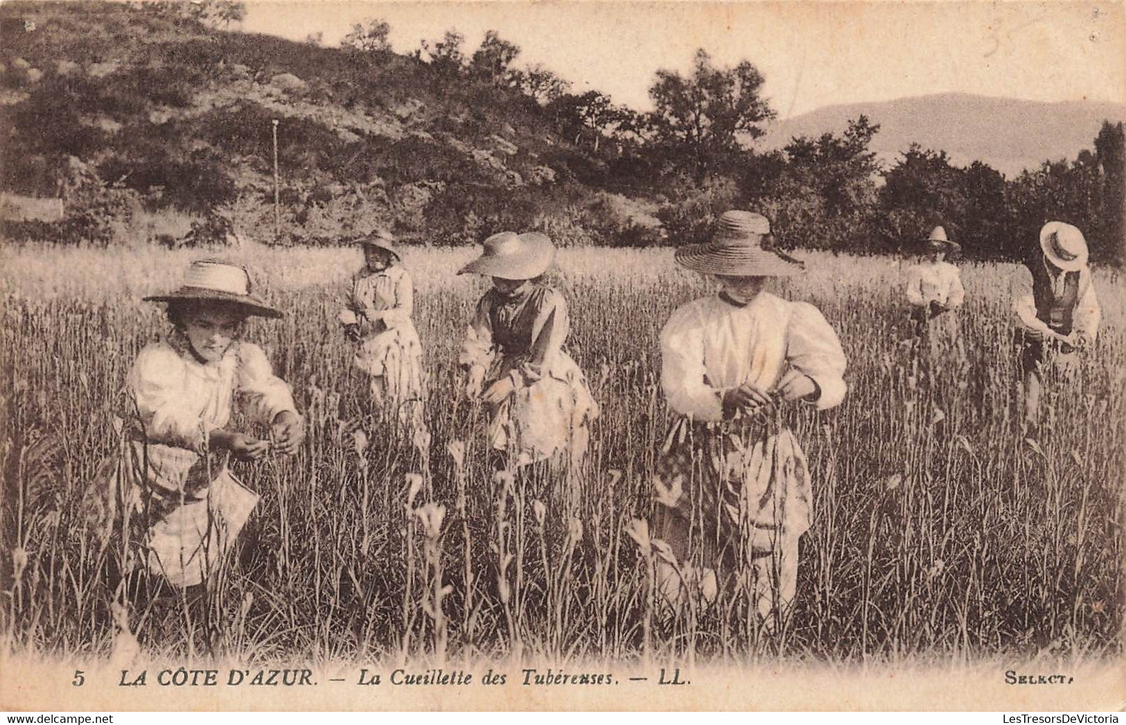 CPA La Cote D'azur - La Cueillette Des Tubereuses - LL - Tres Animé - Cultivation