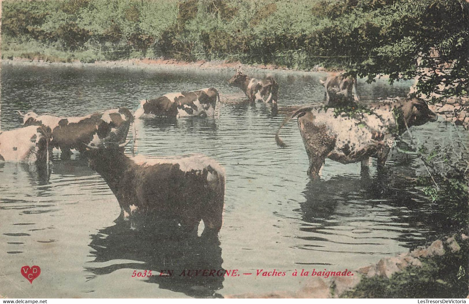 CPA En Auvergne - Vaches à La Baignade - Imprimerie De La Havane - Ambulant - Kühe