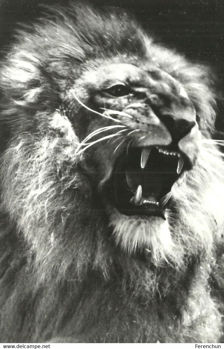 LION * ANIMAL * ZOO & BOTANICAL GARDEN BUDAPEST * KAK 0214 771 * Hungary - Lions