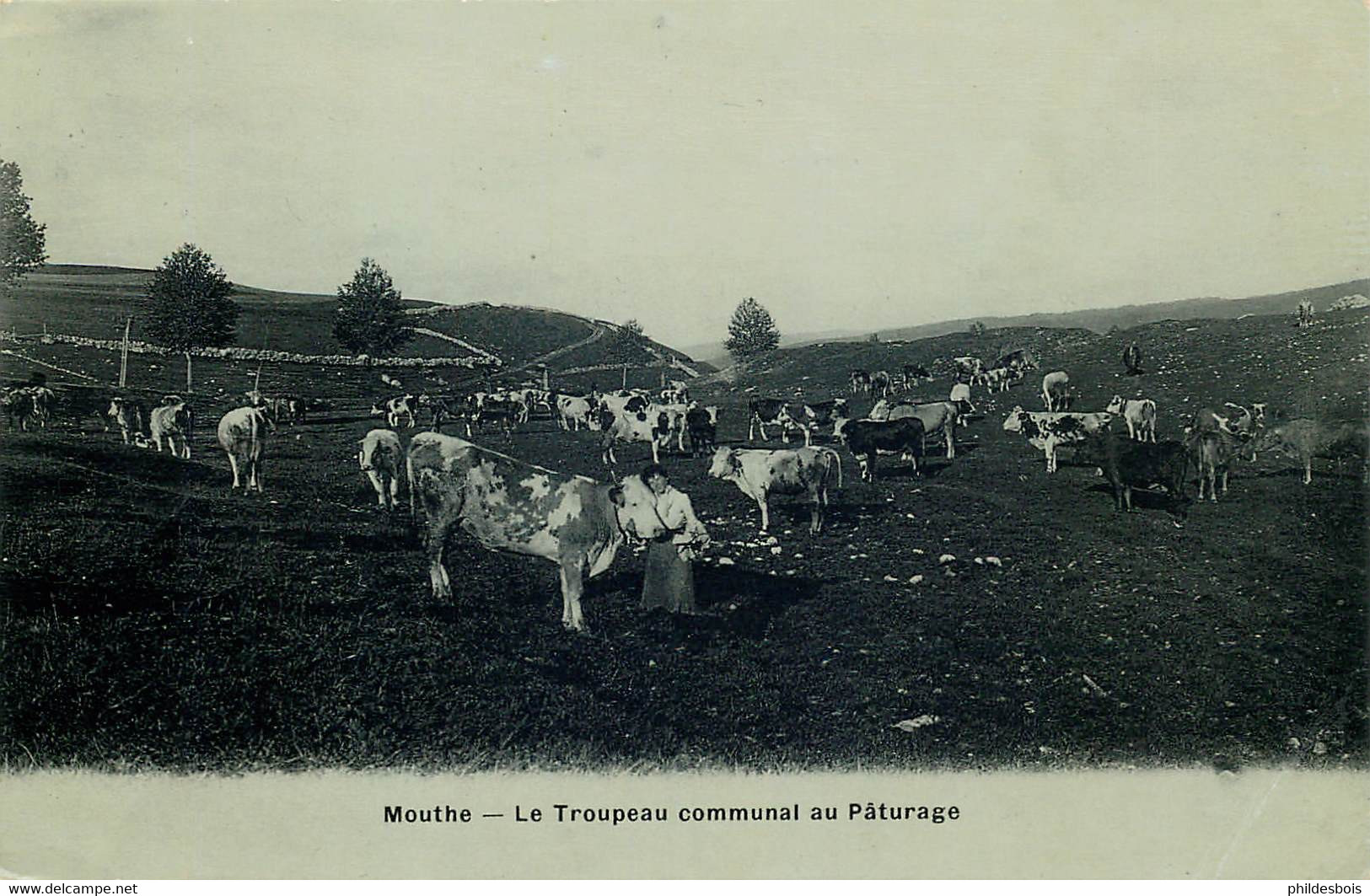 DOUBS  MOUTHE  Le Troupeau Communal Au Paturage - Mouthe