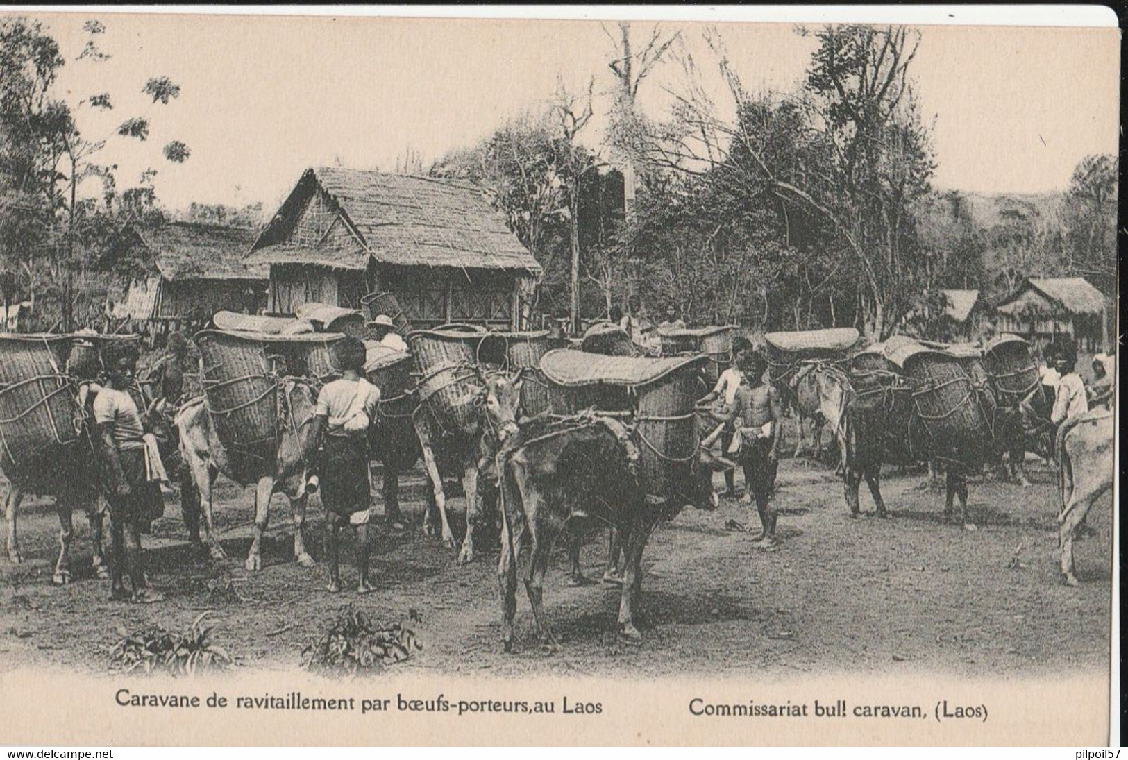 LAOS - Caravane De Ravitaillement Par Les Boeufs-porteurs, Au Laos - Laos