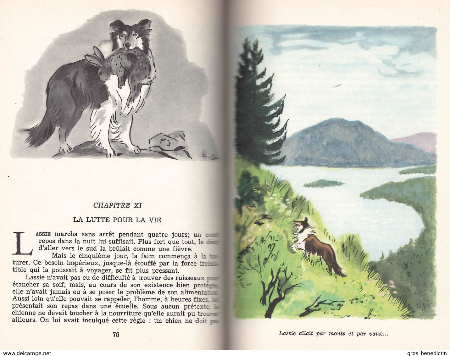 Hachette - Idéal Bibliothèque - Série Lassie  - Eric Knight - "Lassie Chien Fidèle" - 1983 - Ideal Bibliotheque