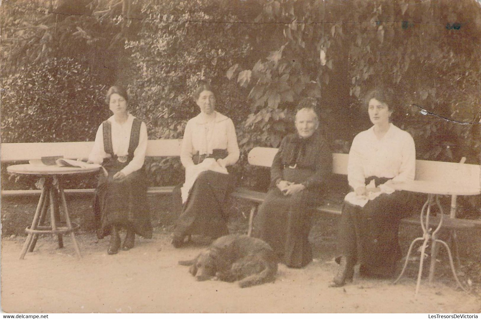 CPA - Photographie - Quatre Femmes Assisent Avec Un Chien De Chasse - Photographie