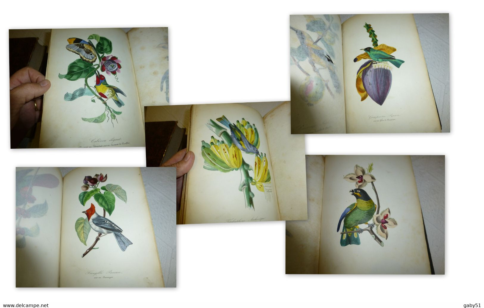 Livre D'art RARE: Le Jardin Des Plantes, Edit Curmer 1842, Superbes Illustrations  ; L09 - Lots De Plusieurs Livres