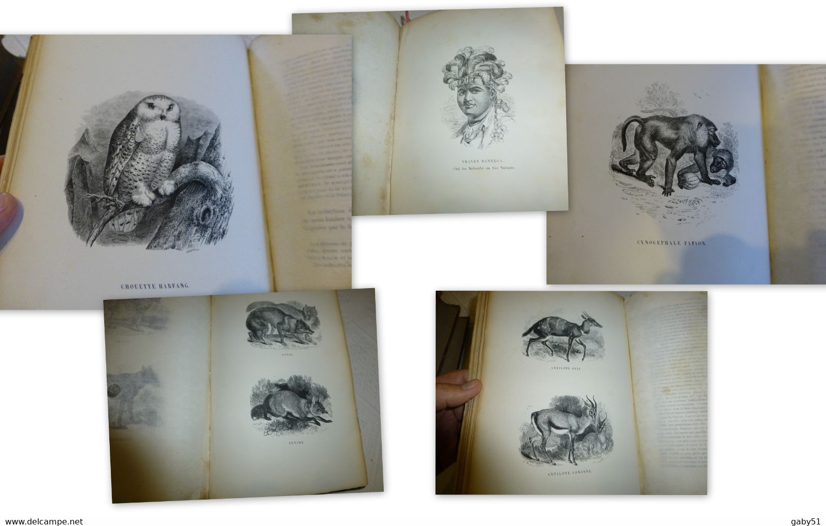 Livre D'art RARE: Le Jardin Des Plantes, Edit Curmer 1842, Superbes Illustrations  ; L09 - Bücherpakete
