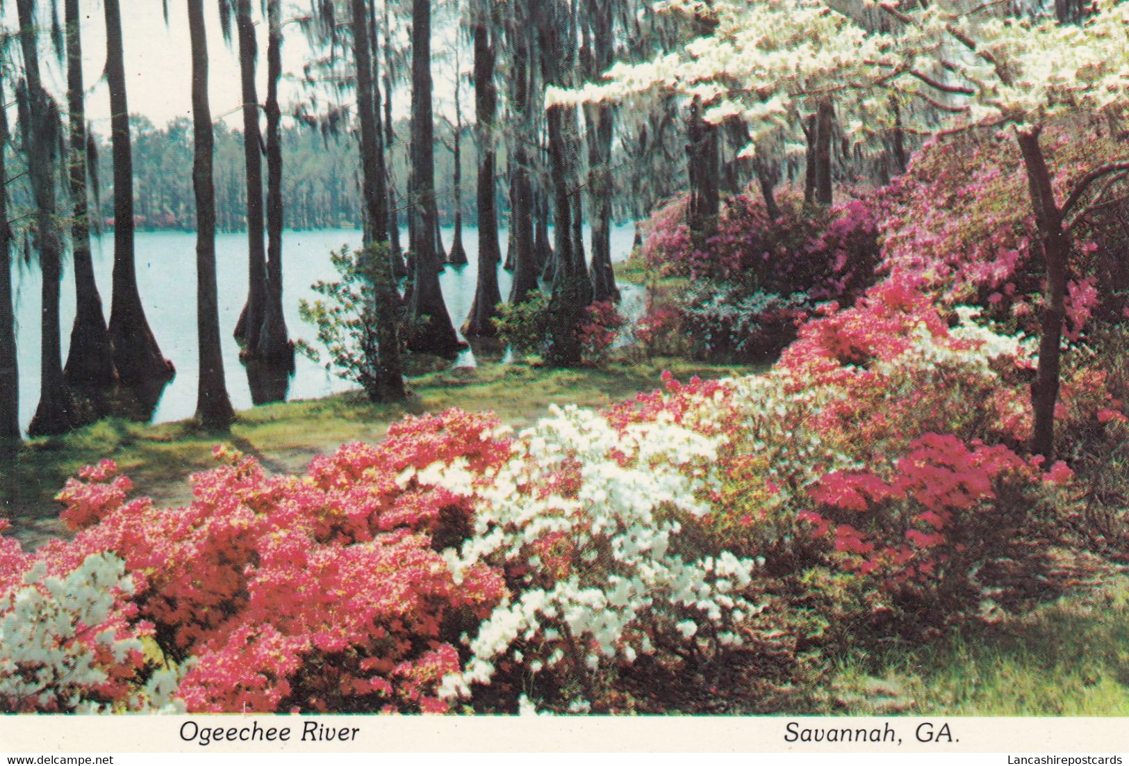 Postcard Ogeechee River Savannah Georgia My  Ref B25725 - Savannah