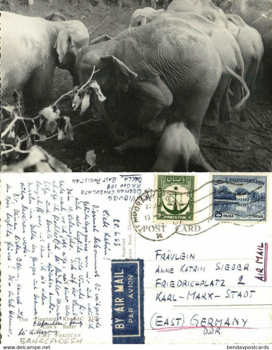 East Pakistan, BANGLADESH, Elephant Khedda, Stockade Trap (1963) RPPC Postcard 1 - Bangladesh