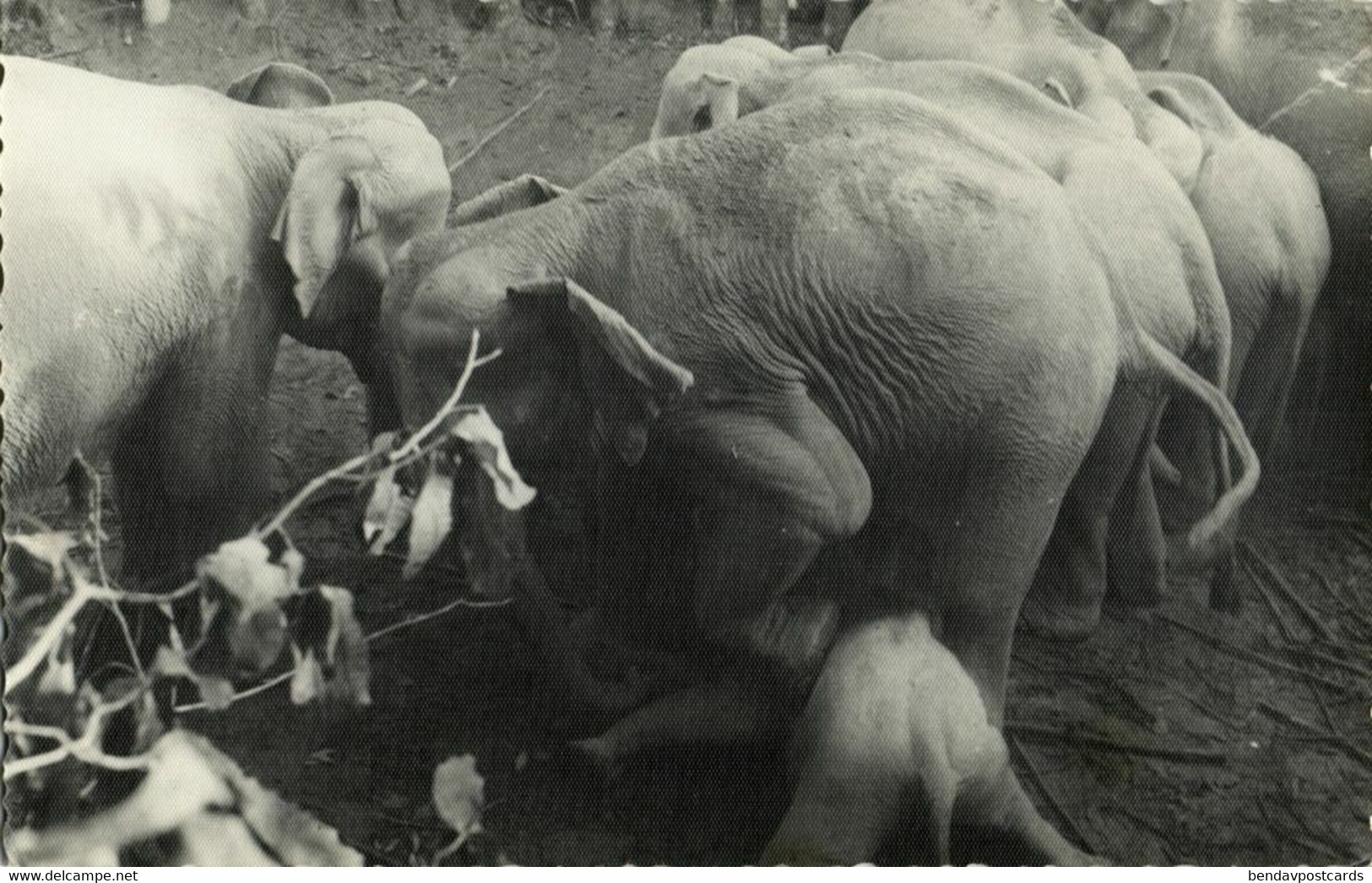 East Pakistan, BANGLADESH, Elephant Khedda, Stockade Trap (1963) RPPC Postcard 1 - Bangladesch