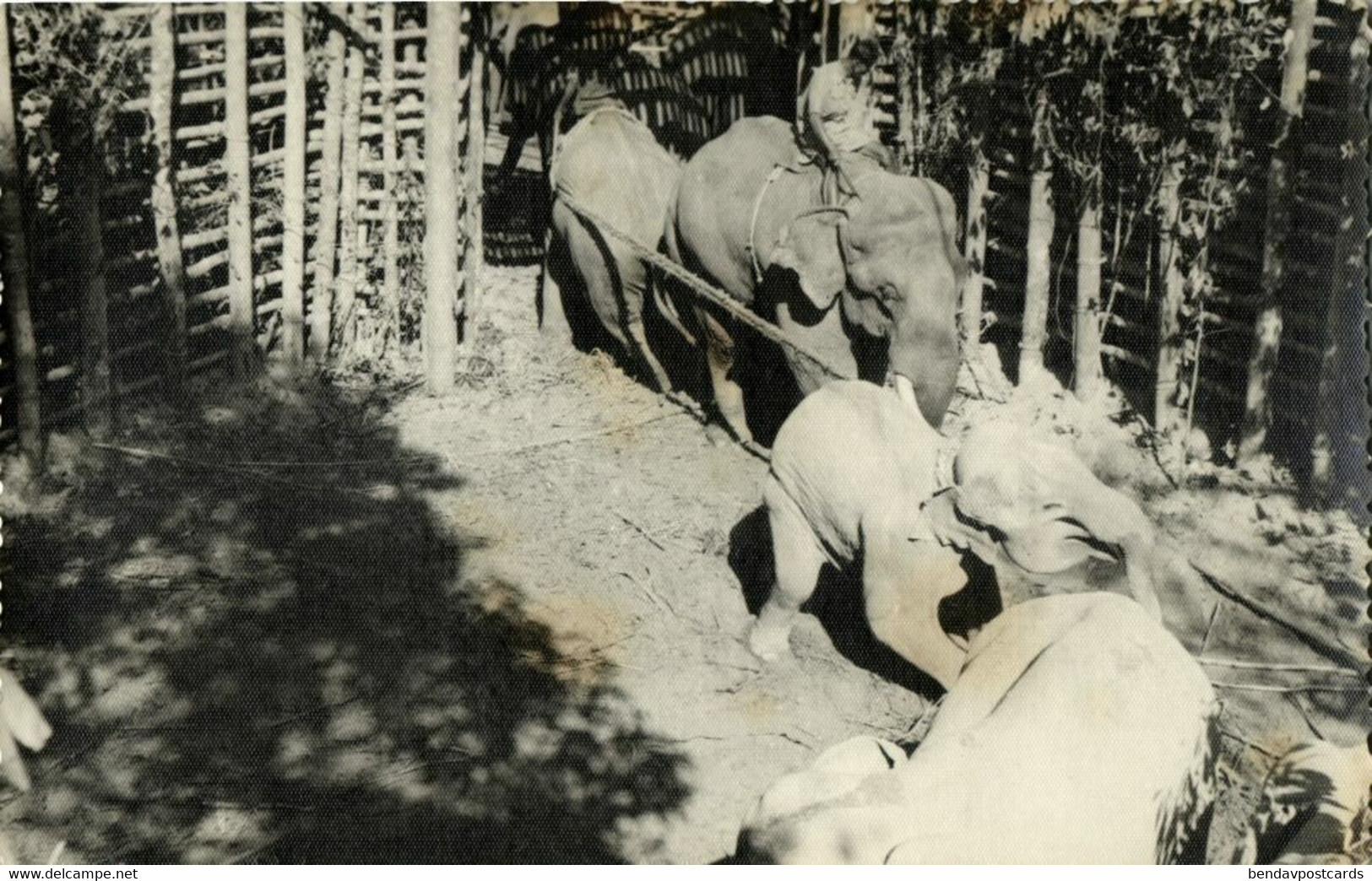 East Pakistan, BANGLADESH, Elephant Khedda, Stockade Trap (1963) RPPC Postcard 2 - Bangladesh