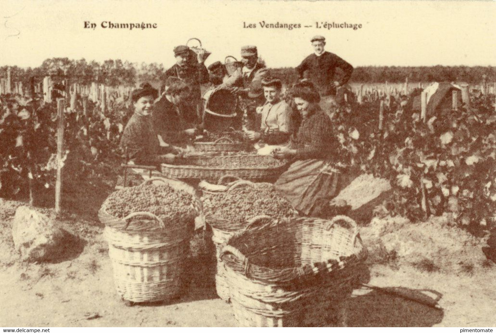 REGION CHAMPAGNE LES VENDANGES L'EPLUCHAGE - Champagne-Ardenne