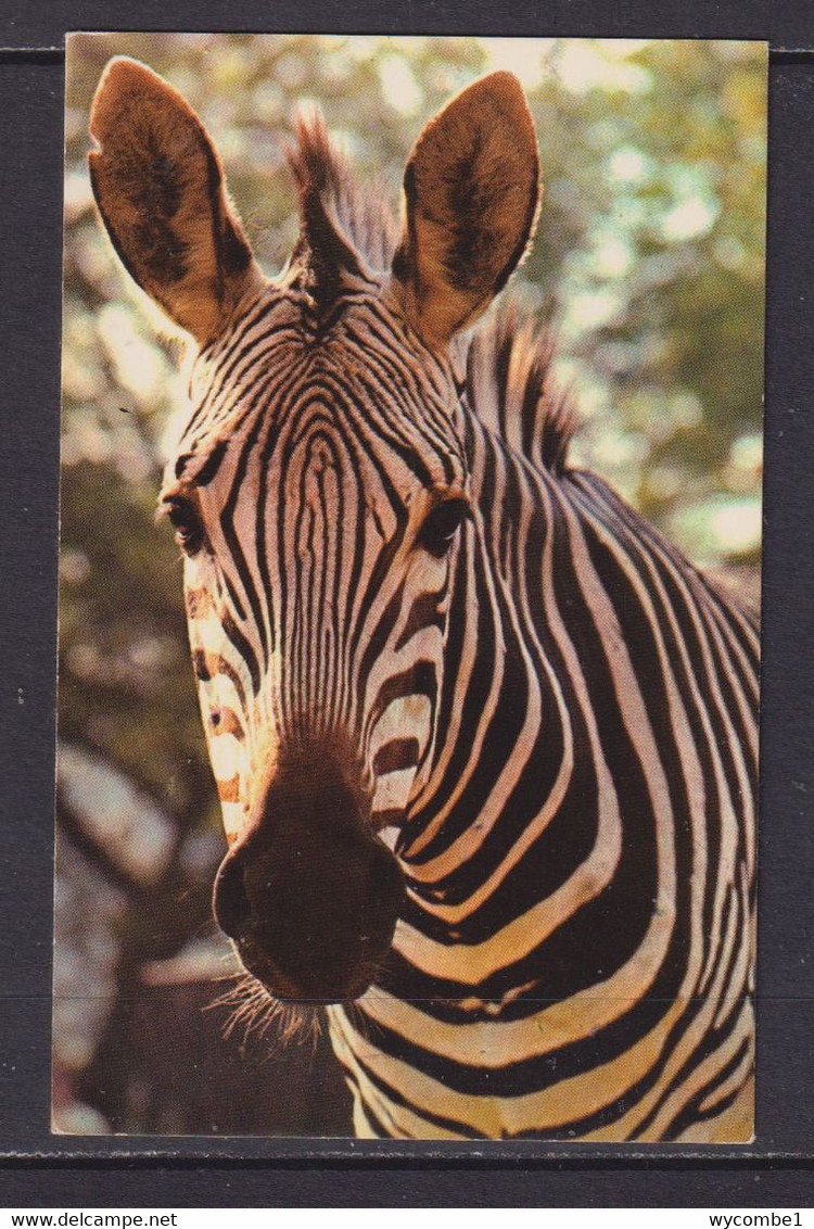 ENGLAND - Zebra At London Zoo Unused Postcard - Zebre