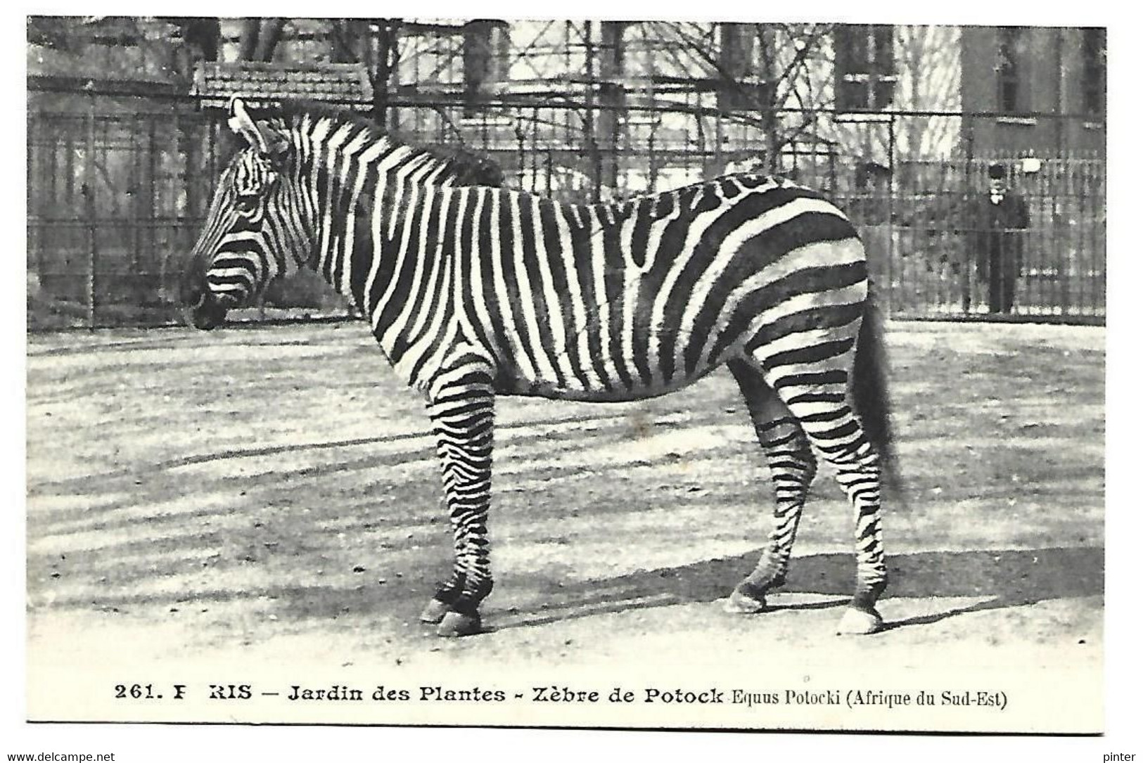 ZEBRE - PARIS - Jardin Des Plantes - Zèbre De Potock (Afrique Du Sud-Est) - Zebra's