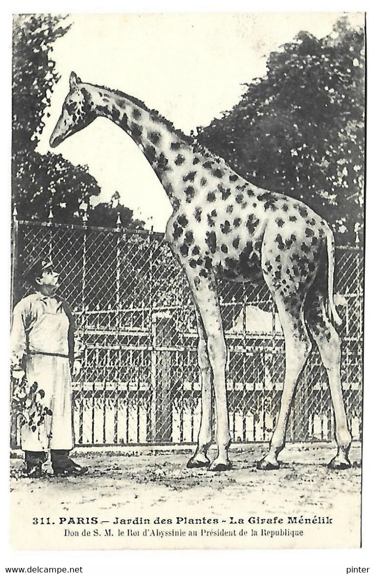 GIRAFE - PARIS - Jardin Des Plantes - La Girafe Ménélik - Girafes