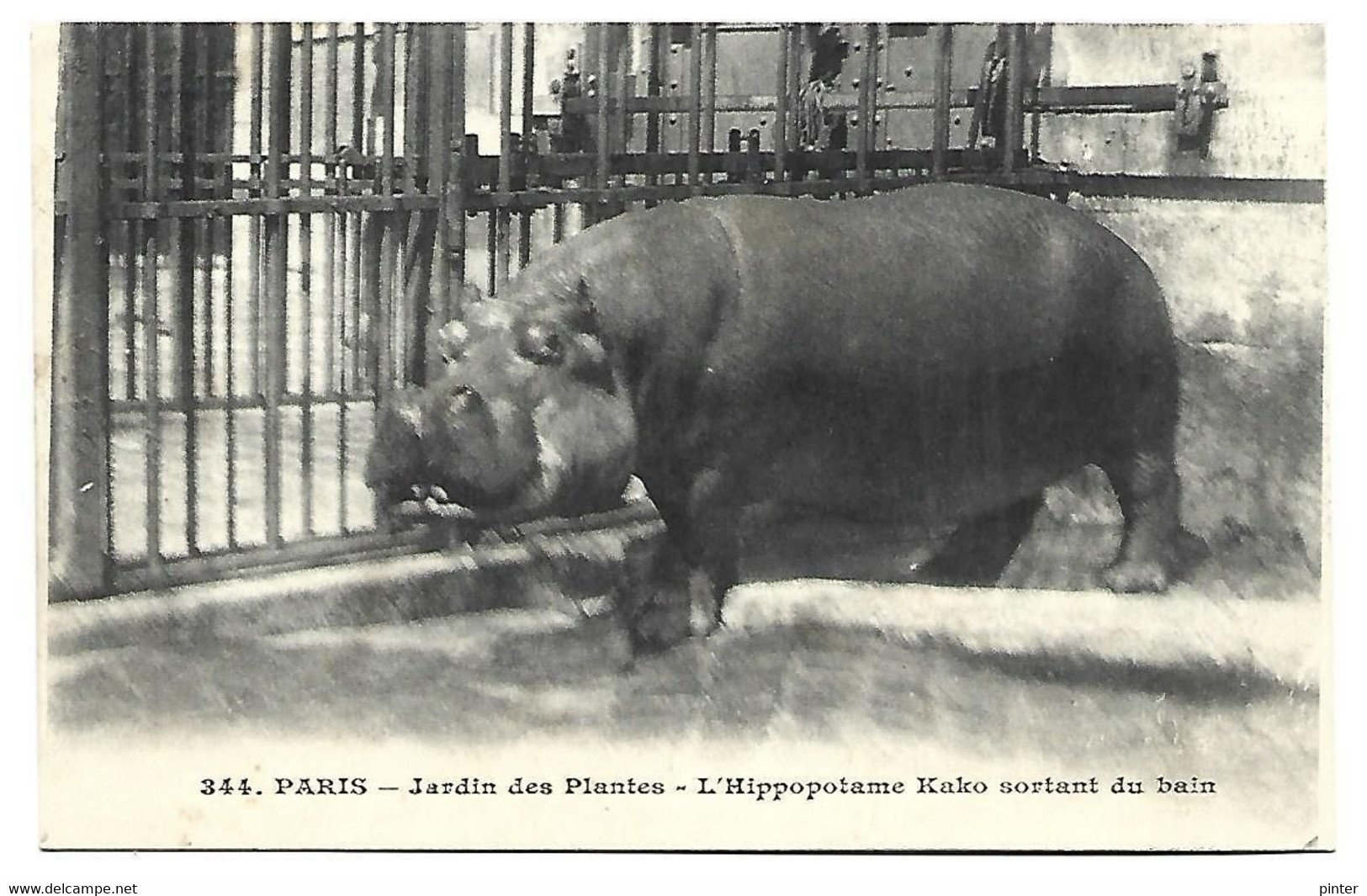 HIPPOPOTAME - PARIS - Jardin Des Plantes - L'Hippopotame Kako Sortant Du Bain - Hippopotamuses