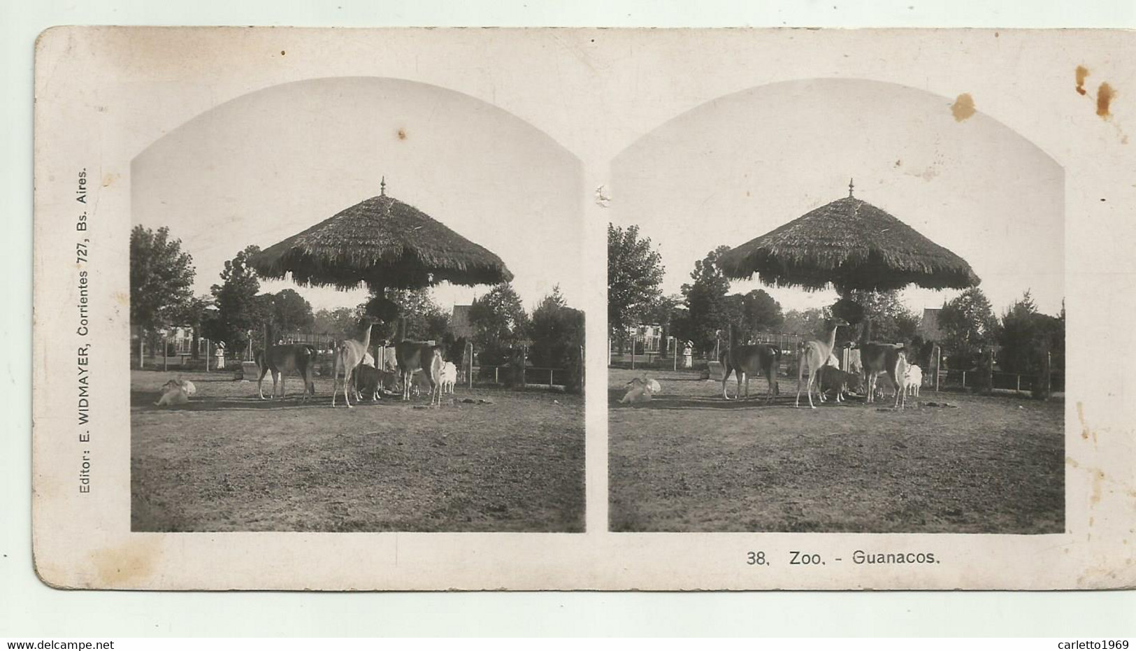 ZOO GUANACOS   - CARTA STEREOSCOPICA - Stereoscopic