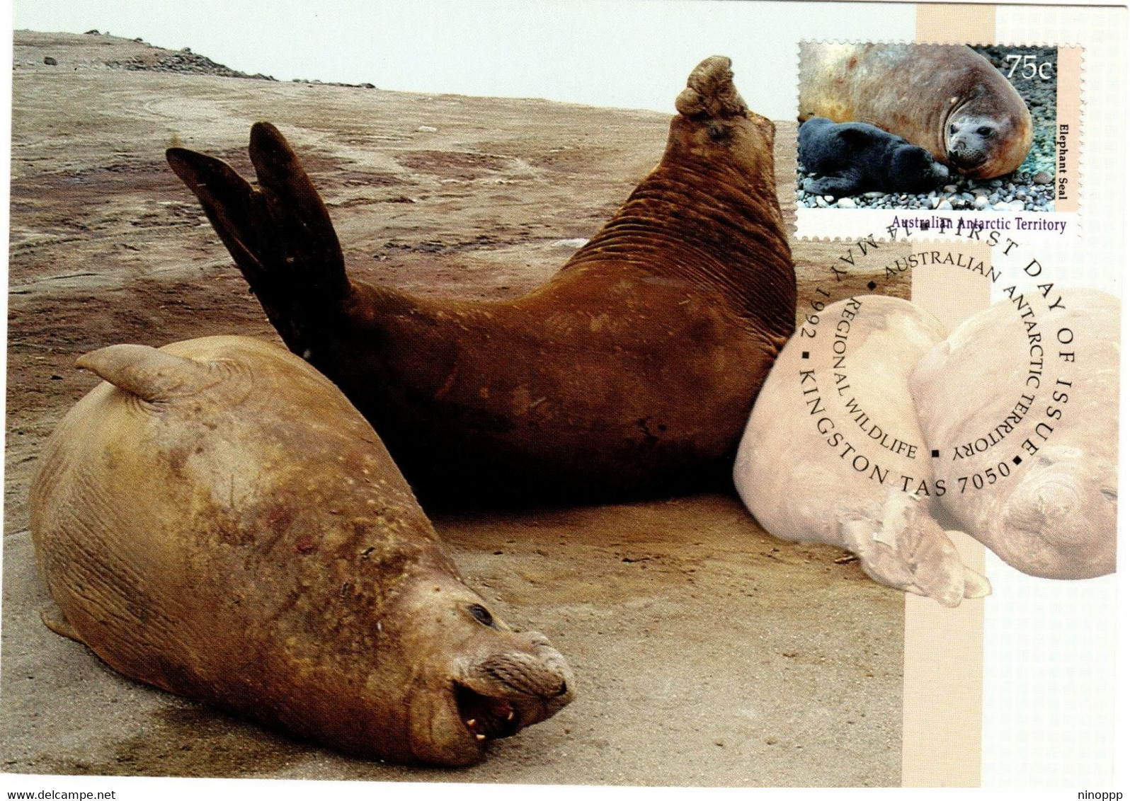 Australian Antarctic Territory 1992 Wildlife Serie I,Elephant Seal,maximum Card - Tarjetas – Máxima