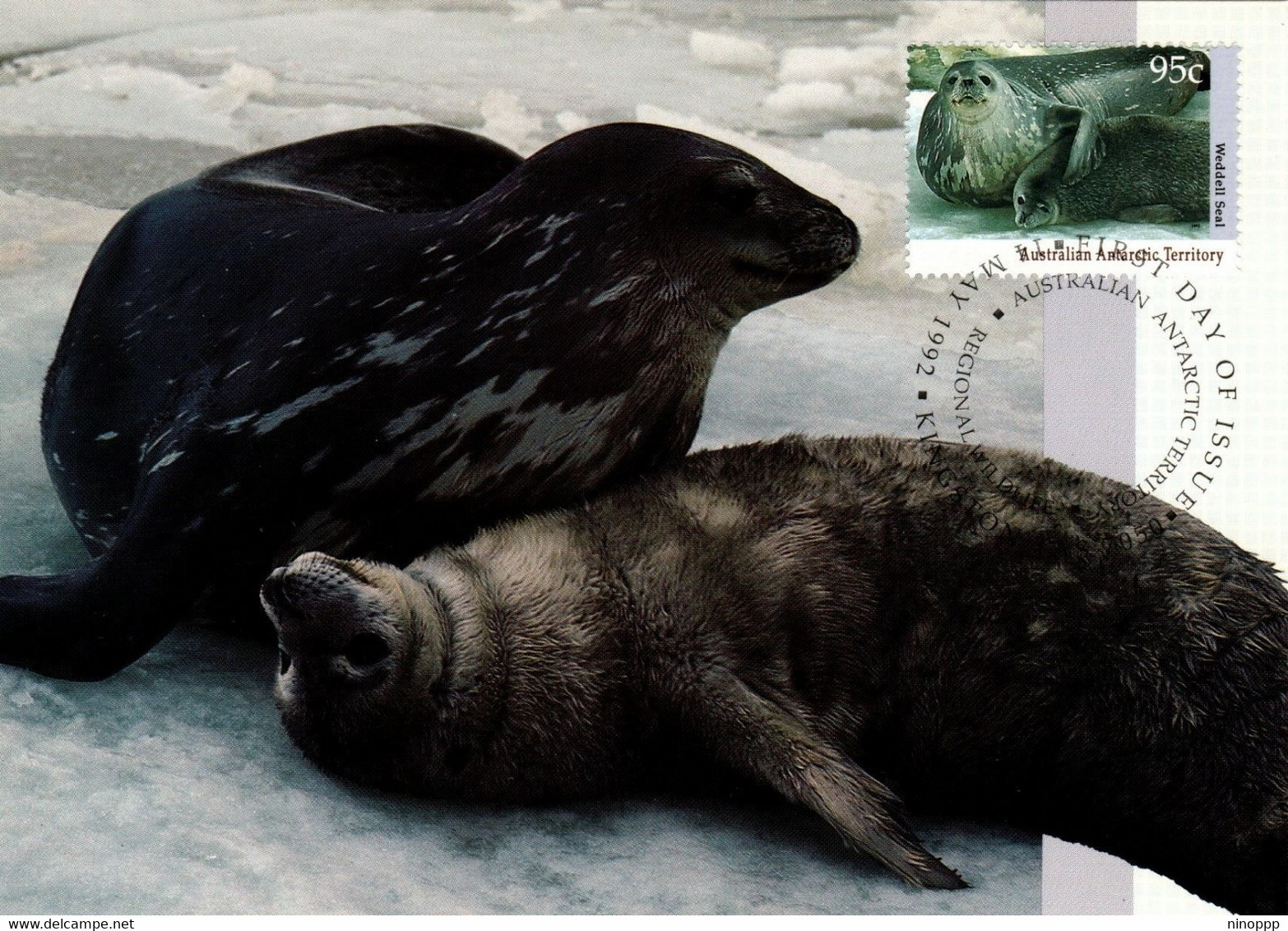 Australian Antarctic Territory 1992 Wildlife Serie I,Weddell Seal,maximum Card - Tarjetas – Máxima