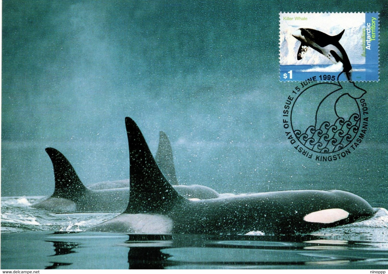 Australian Antarctic Territory 1995 Whales And Dolphins,Killer Whales,maximum Card - Tarjetas – Máxima