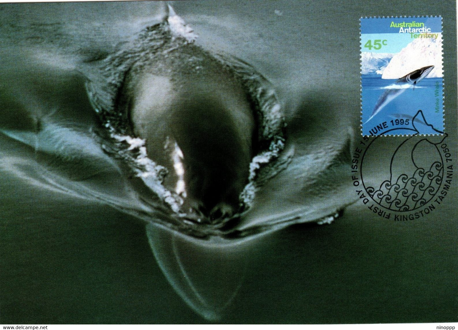 Australian Antarctic Territory 1995 Whales And Dolphins,Minke Whale,maximum Card - Cartoline Maximum