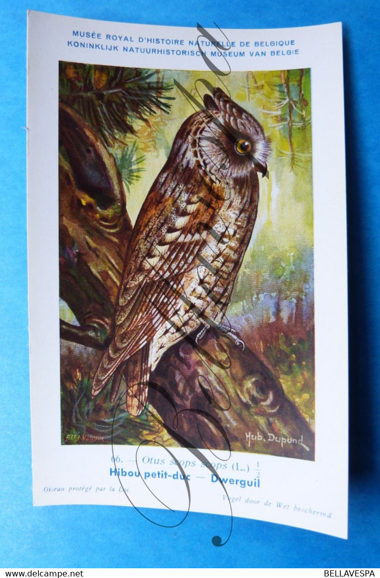 Uil. Hibou Chouette Owl. Lot X 9 Piece/stuks Illustrateur Artist.  Dupond H. - Namur