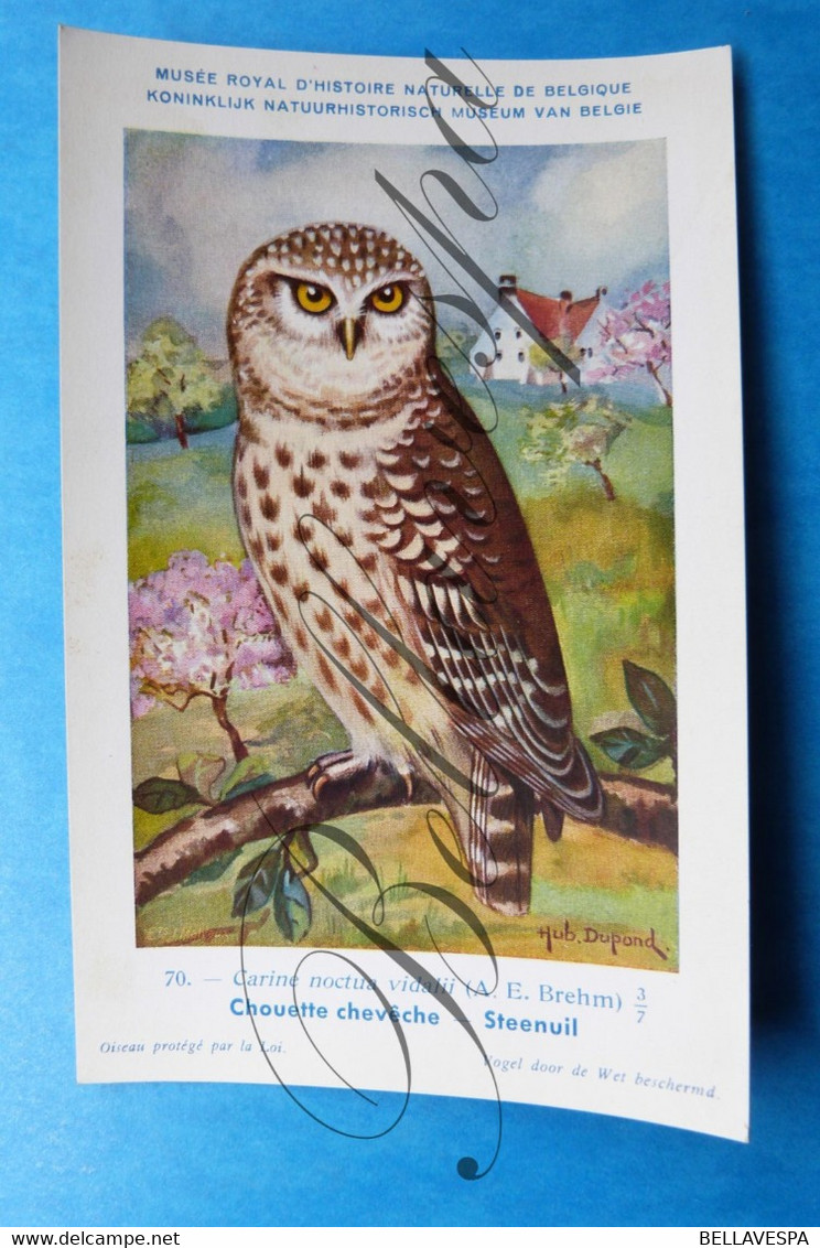 Uil. Hibou Chouette Owl. Lot x 9 piece/stuks Illustrateur Artist.  Dupond H.