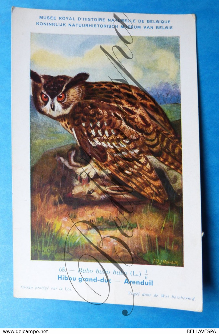 Uil. Hibou Chouette Owl. Lot x 9 piece/stuks Illustrateur Artist.  Dupond H.