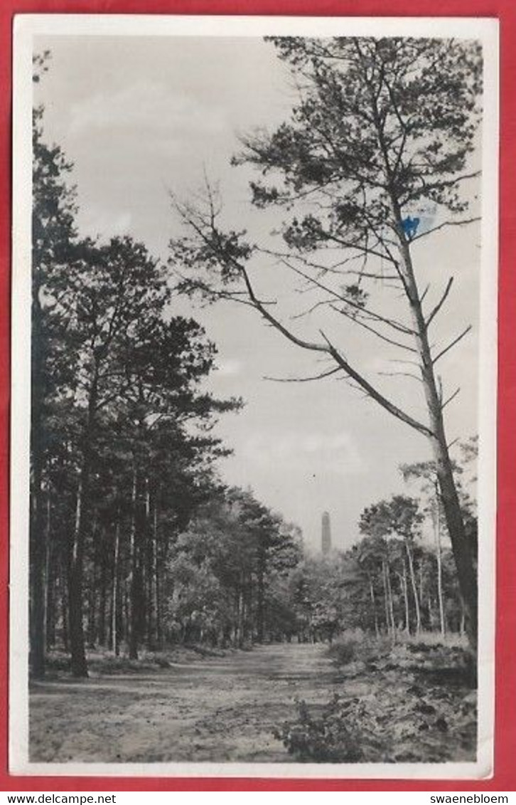 NL.- BOSGEZICHT MET DE PYRAMIDE VAN AUSTERLITZ, Gebr. V. Kolfschoten - Larochette