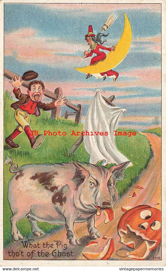 344615-Halloween, Julius Bien No 9802, Pig Eating The Boy's Jack O Lantern - Halloween