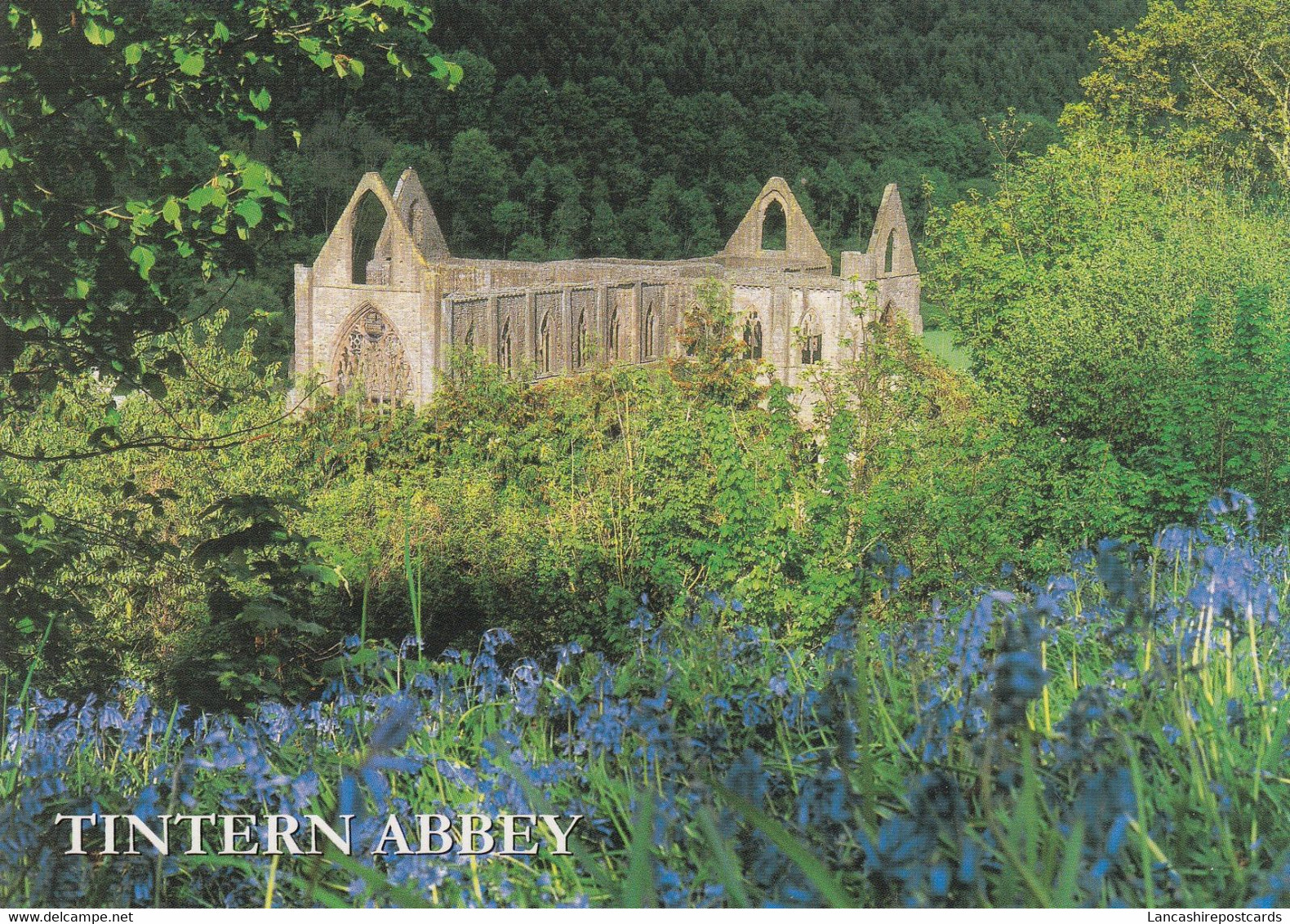 Postcard Tintern Abbey Monmouthshire Wales[ Bluebells ] My Ref B25754 - Monmouthshire