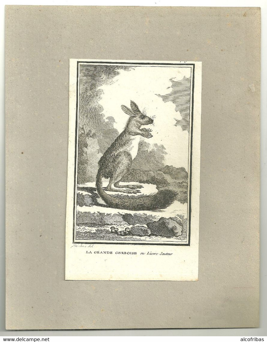 Lot 14 Gravures Animales Eau Fortes Etching Radierung Gerboises, Taupes, Ratons Daman Unau Lion Marin Phoque - Eaux-fortes